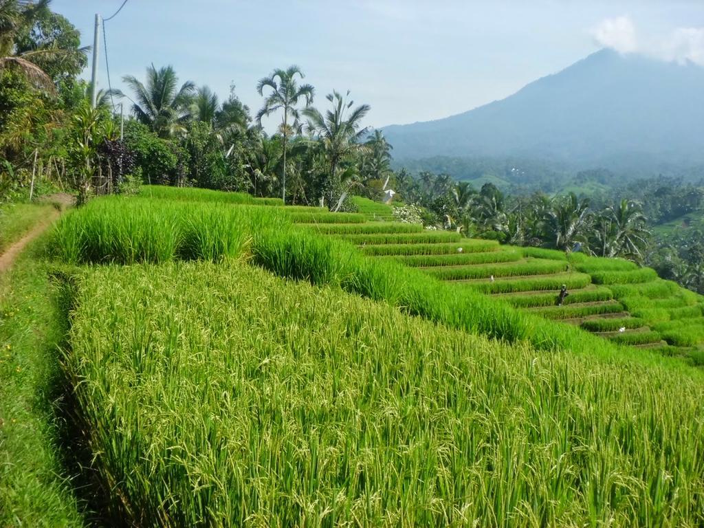 Zen Rooms Badung Nyangnyang Sari Kuta Lombok Eksteriør billede